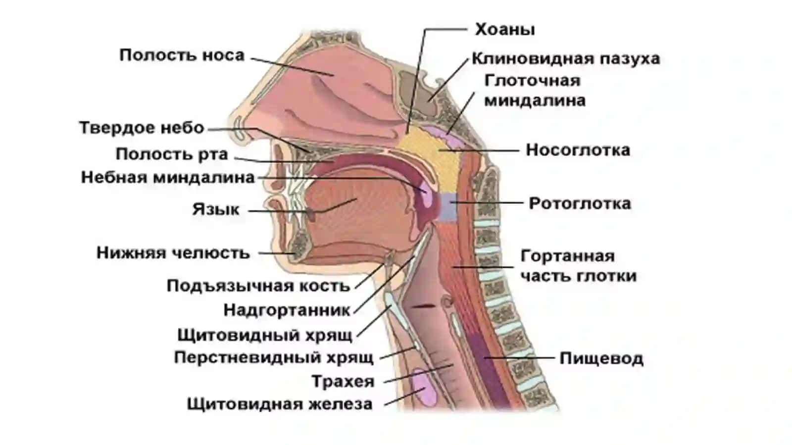 Оғиз Ҳалқумраки 2