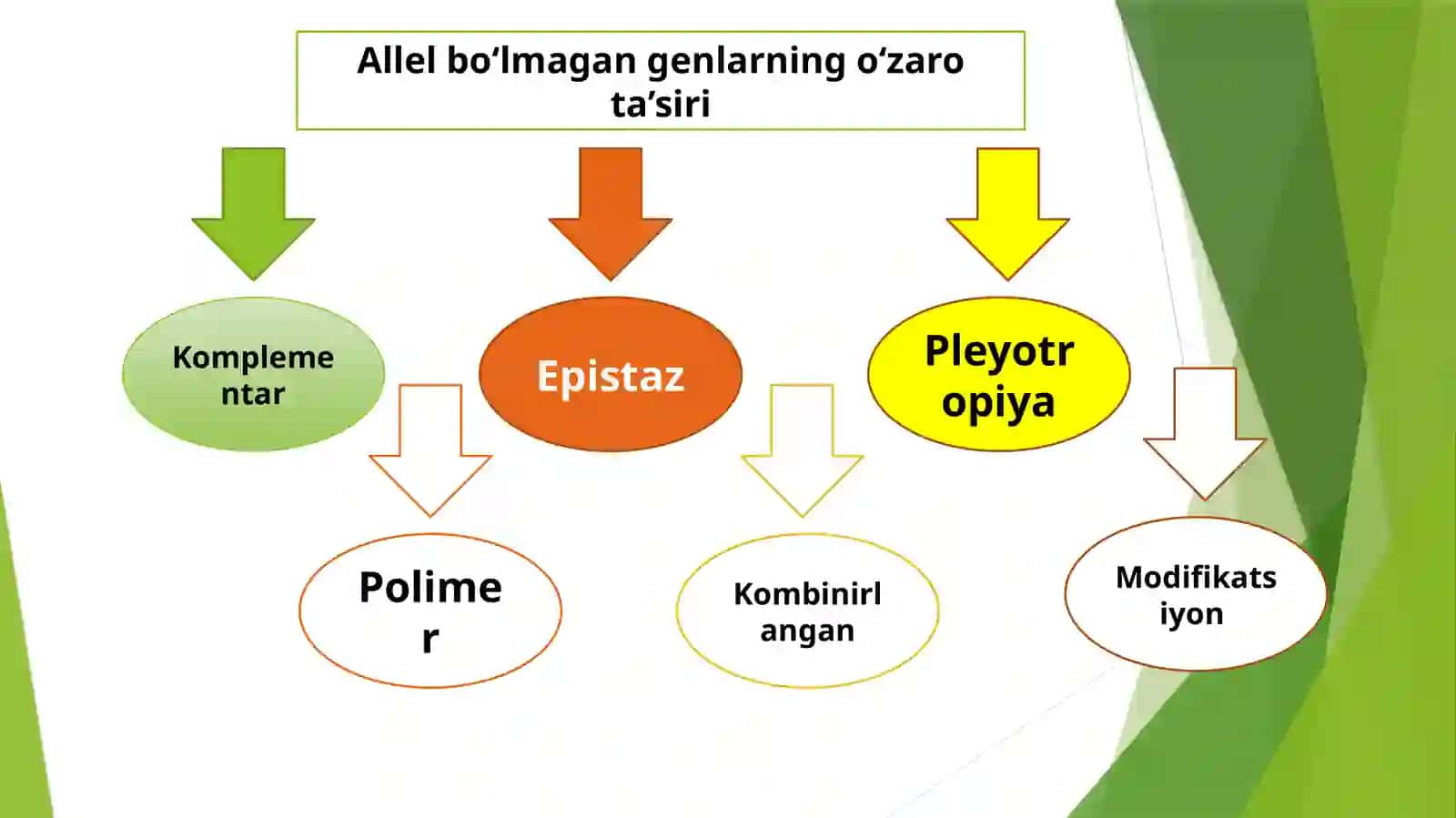 Noallelgenlar va ularning o‘zaro ta’sirida belgilarning irsiylanishi (komplementar va polimer ta’sir) 2