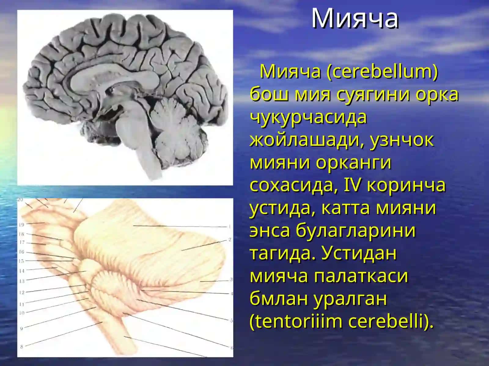 Мияча 2