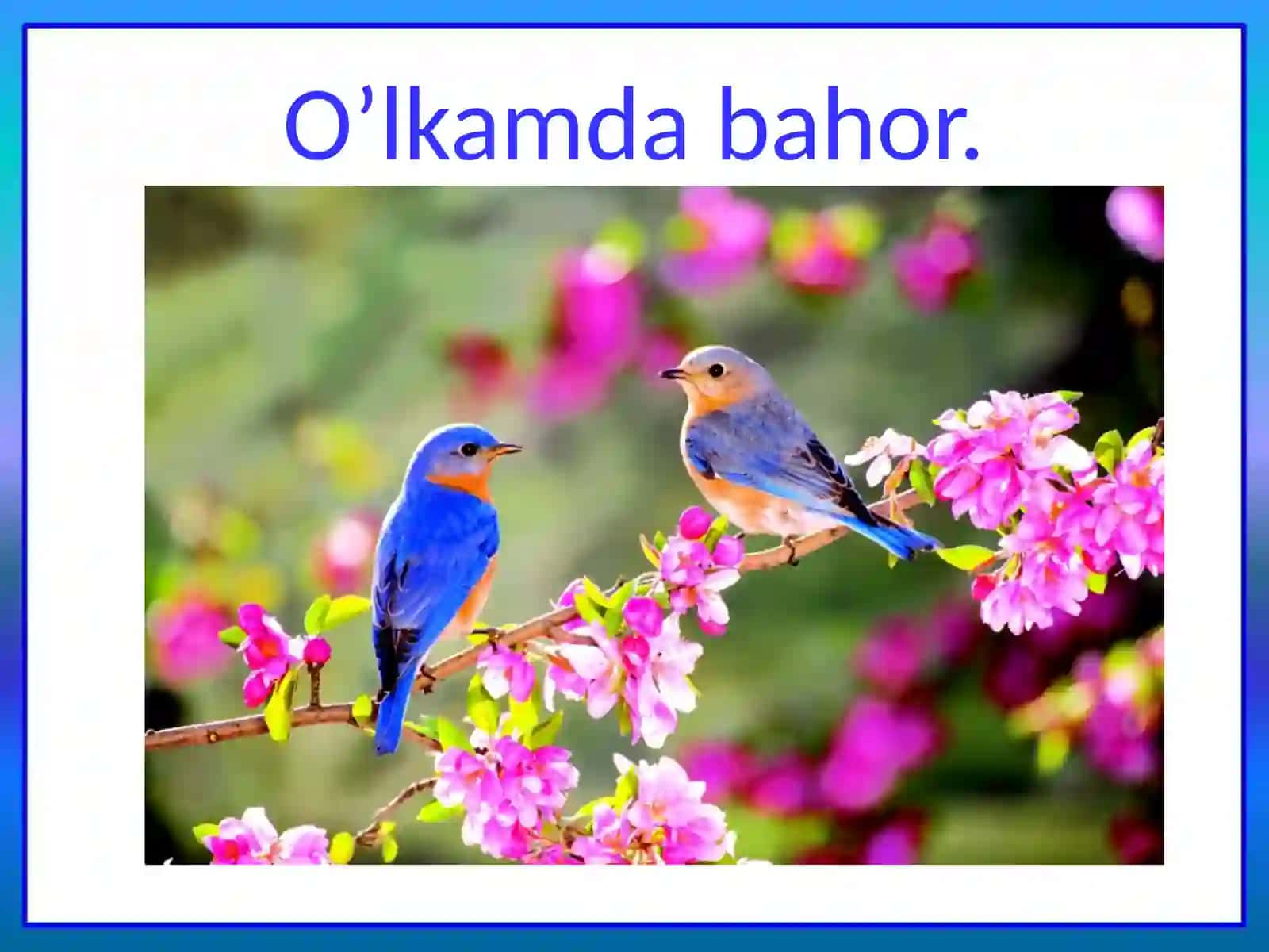 O’lkamda bahor 2