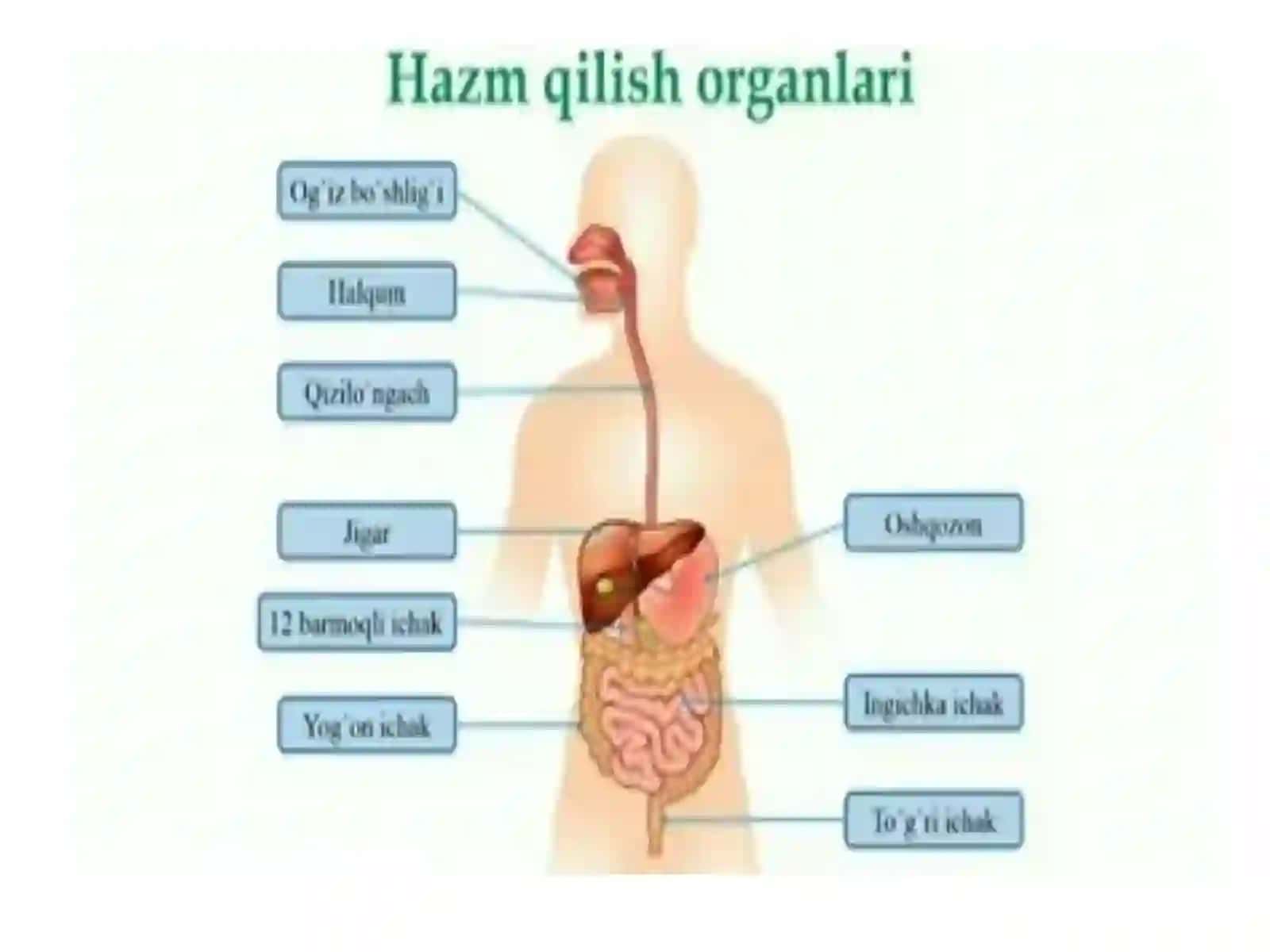 Ovqat hazm qilish tizimi fiziologiyasi 2