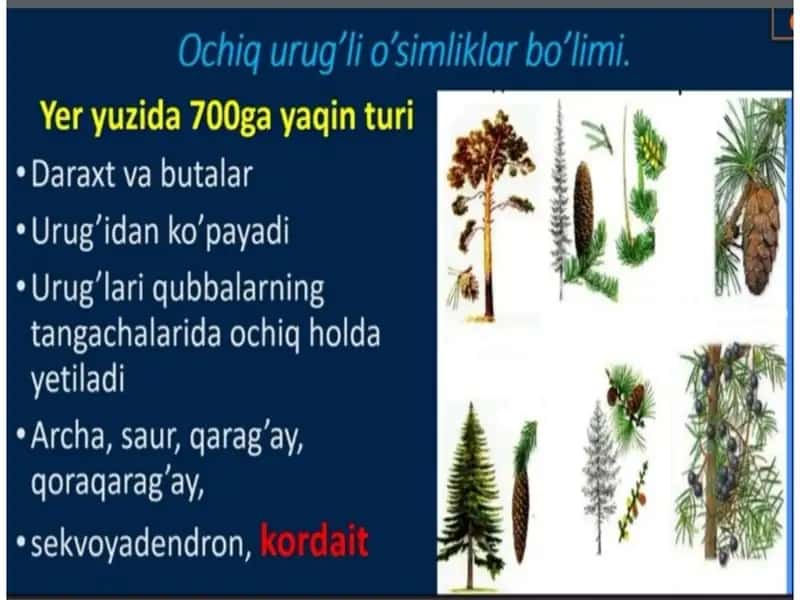 Imom al-Buxoriy 2