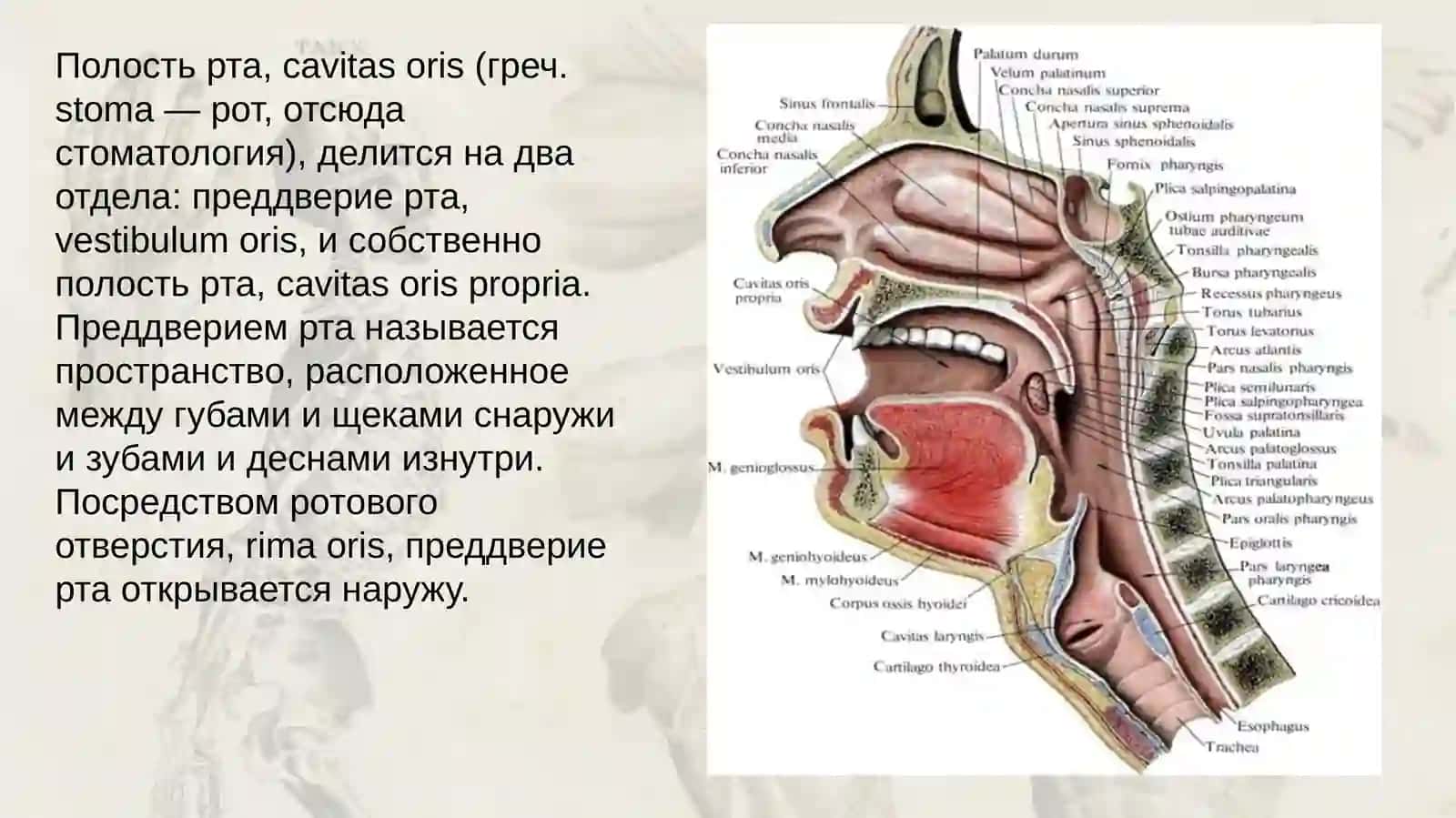 Полостьрта 2