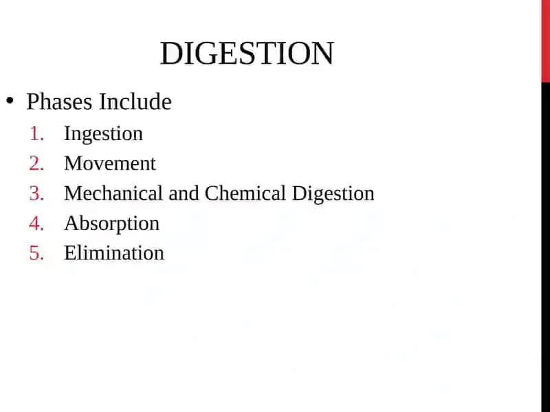 Digestive System 2