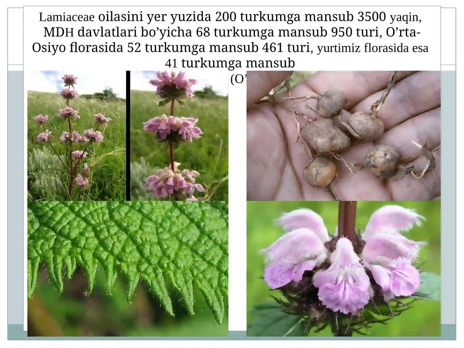 Lamiaceae oilasining botanik-geografik turlarining tarqalishi 2
