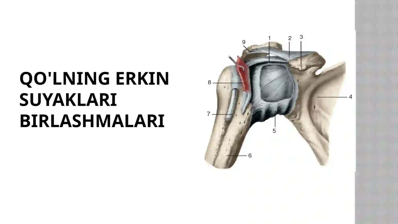 qo'lningerkinsuyaklaribirlashmalari 2