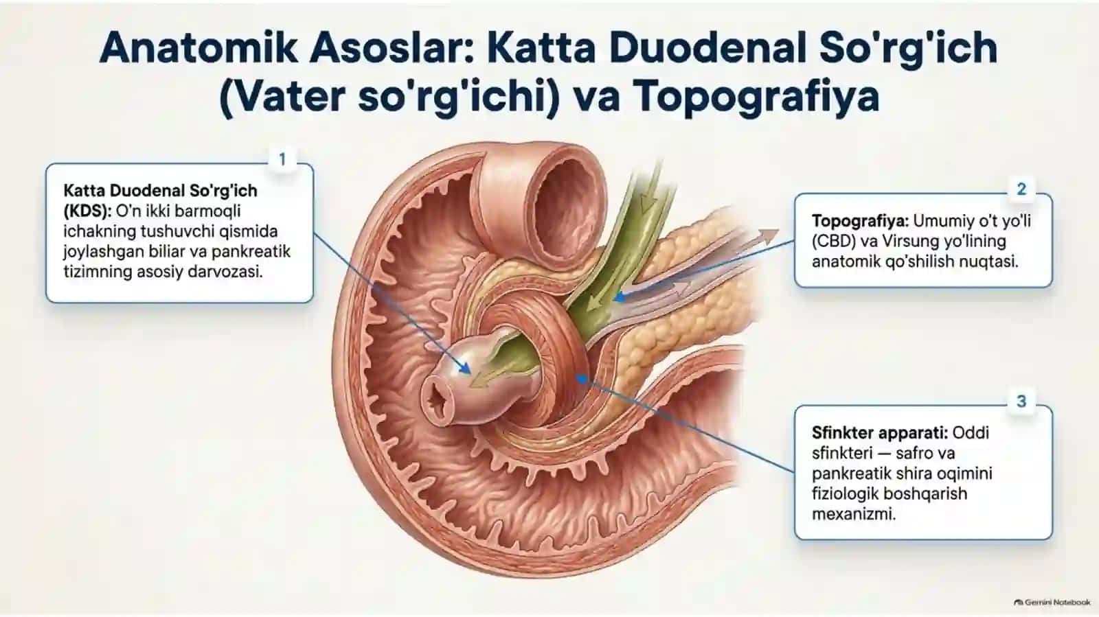 ERXPG va transpapillyar aralashuvlar — 15 slaydli taqdimot 2