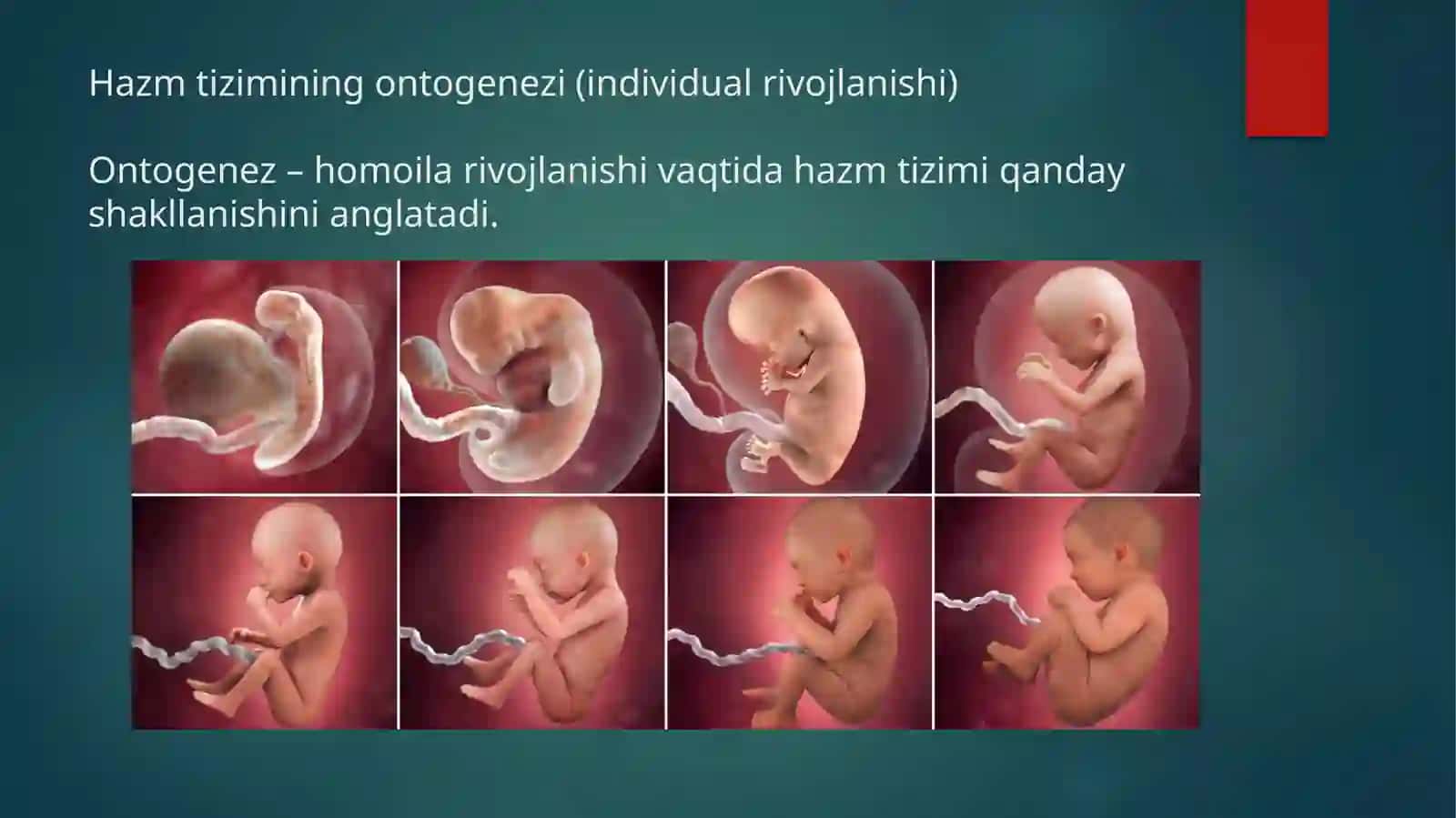 Hazmtizimionto-filogenezi 2