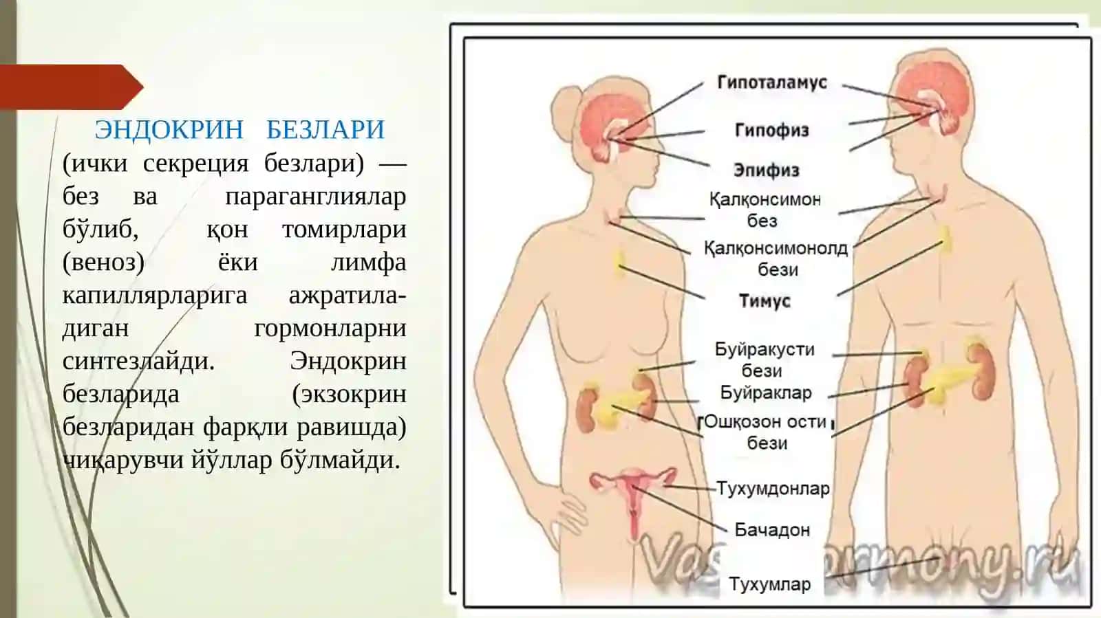 ЭНДОКРИН БЕЗЛАРИ 2
