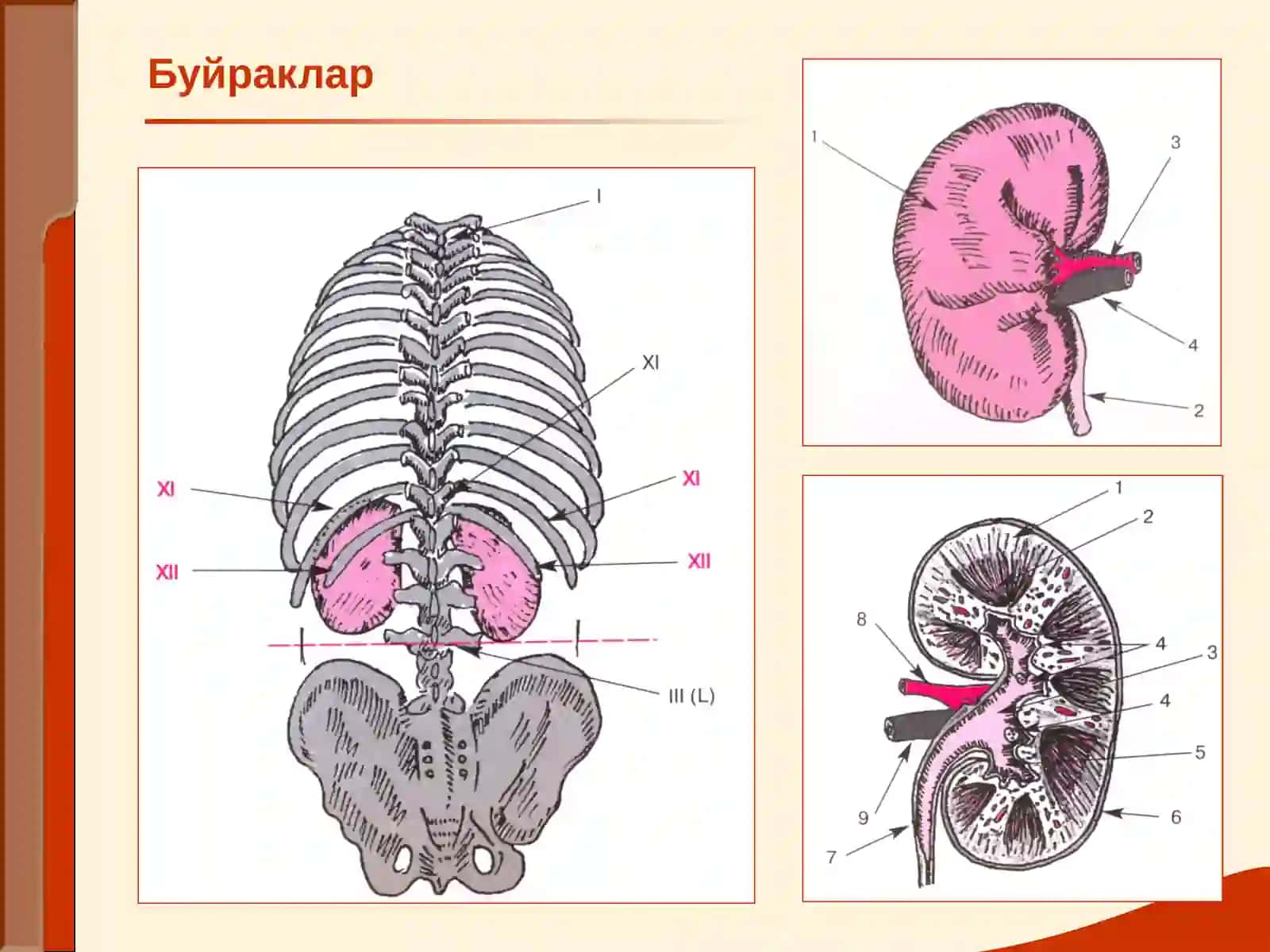 МАЪРУЗА№ 13БУЙРАК КАСАЛЛИКЛАРИ БИЛАН КАСАЛЛАНГАН БЕМОРЛАРНИ ТЕКШИРИШ 2