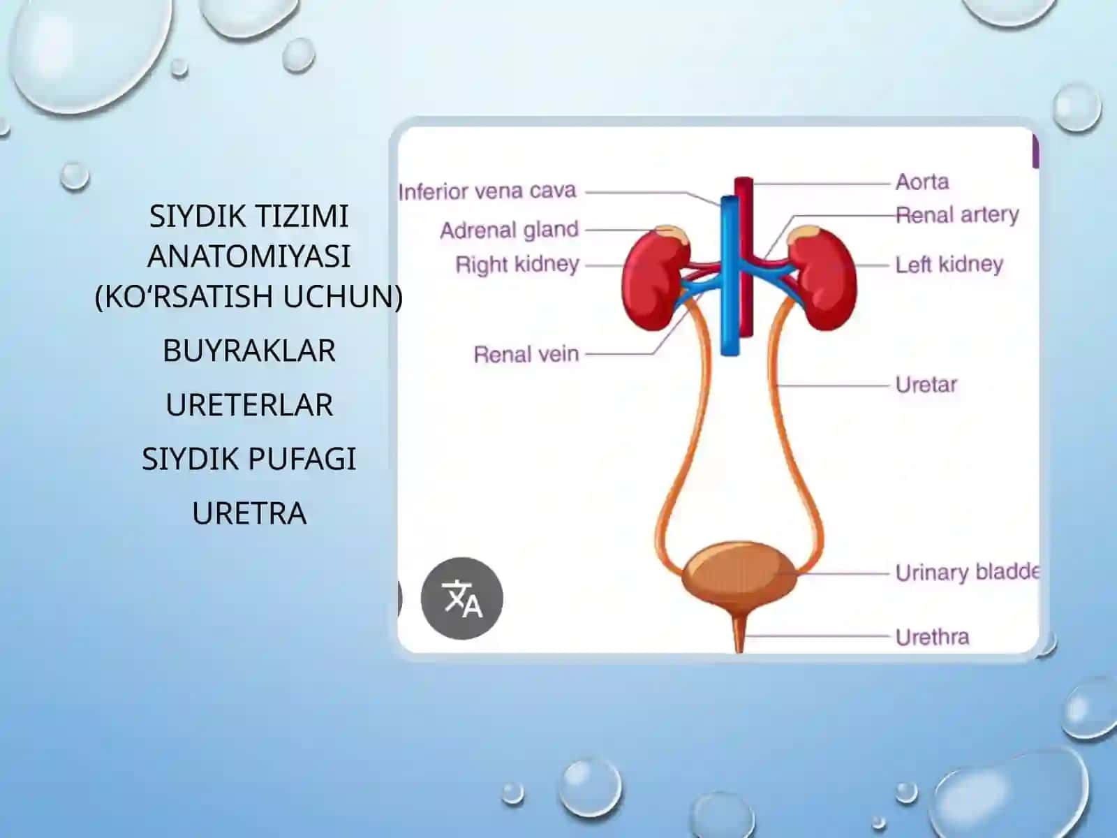 Siydik yo‘llari obstruksiyasi (SYO) 2