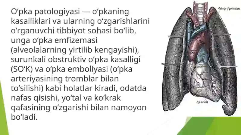 Oʻpkapatologiyasi 2