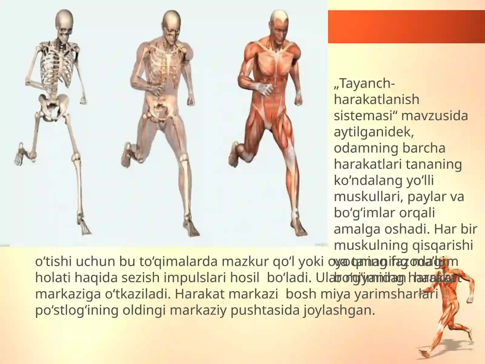 Muskul, pay va bo‘g‘imlar orqali sezish (harakat analizatori) 2