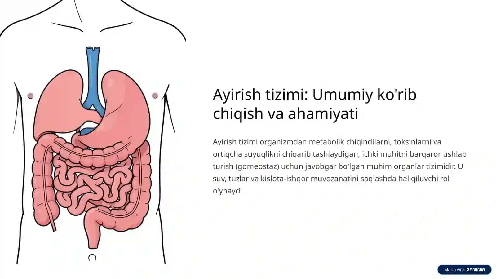 Ayirish tizimiga kiruvchi a'zolarning tuzilishi va fiziologiyasi 2