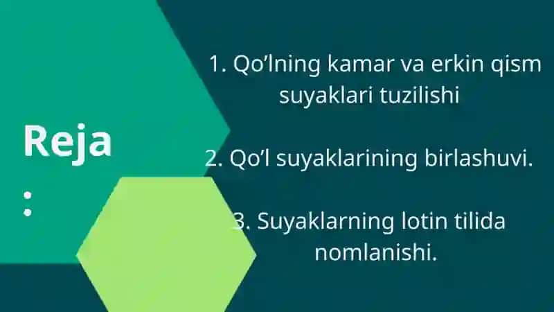 Qoʻl suyaklari 2