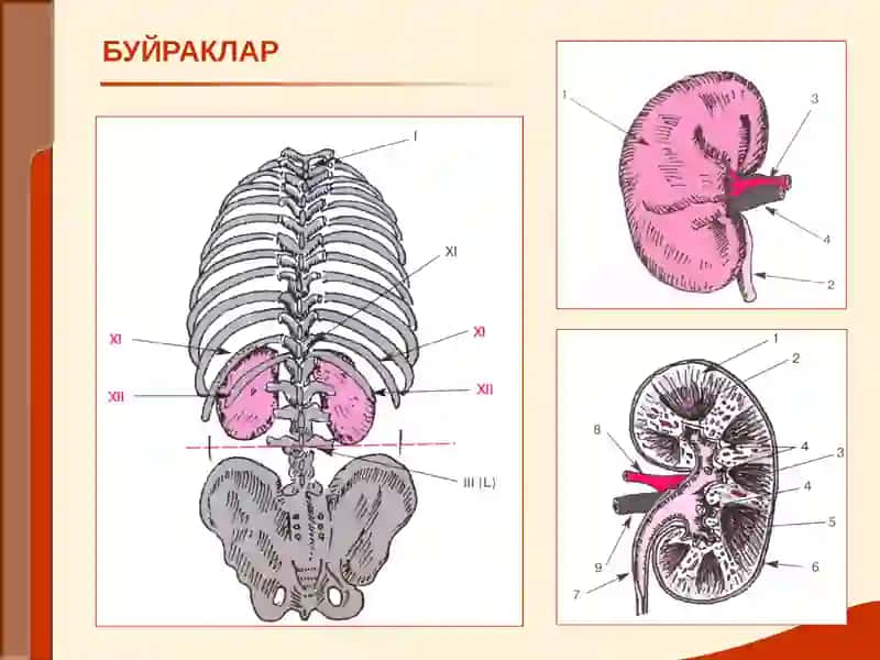 Буйрак Касаллиги билан оғриган беморларни текшириш 2