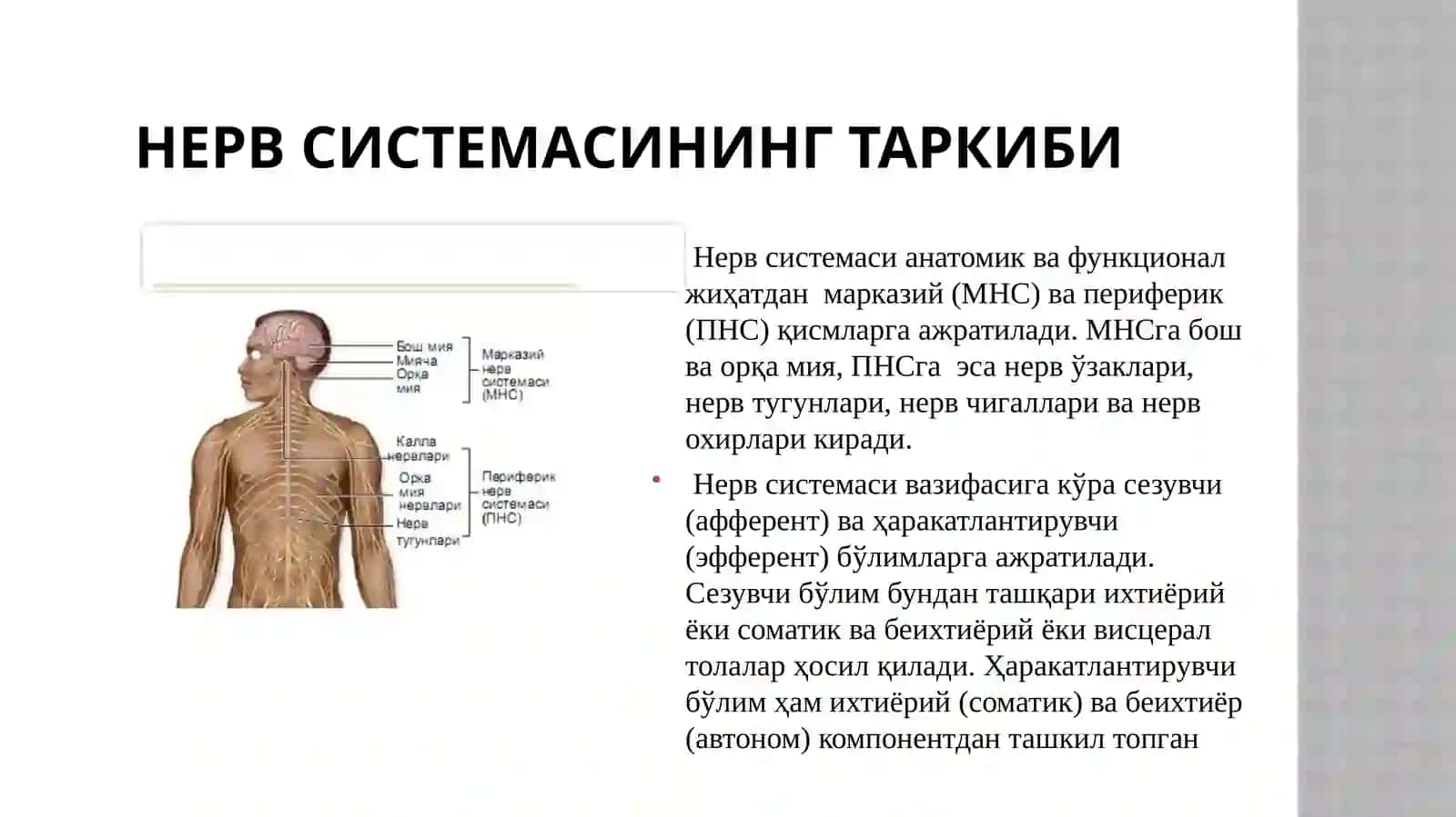 Нервсистемасинингтаркиби 2