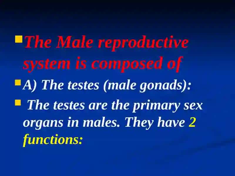 Male reproductive system 2