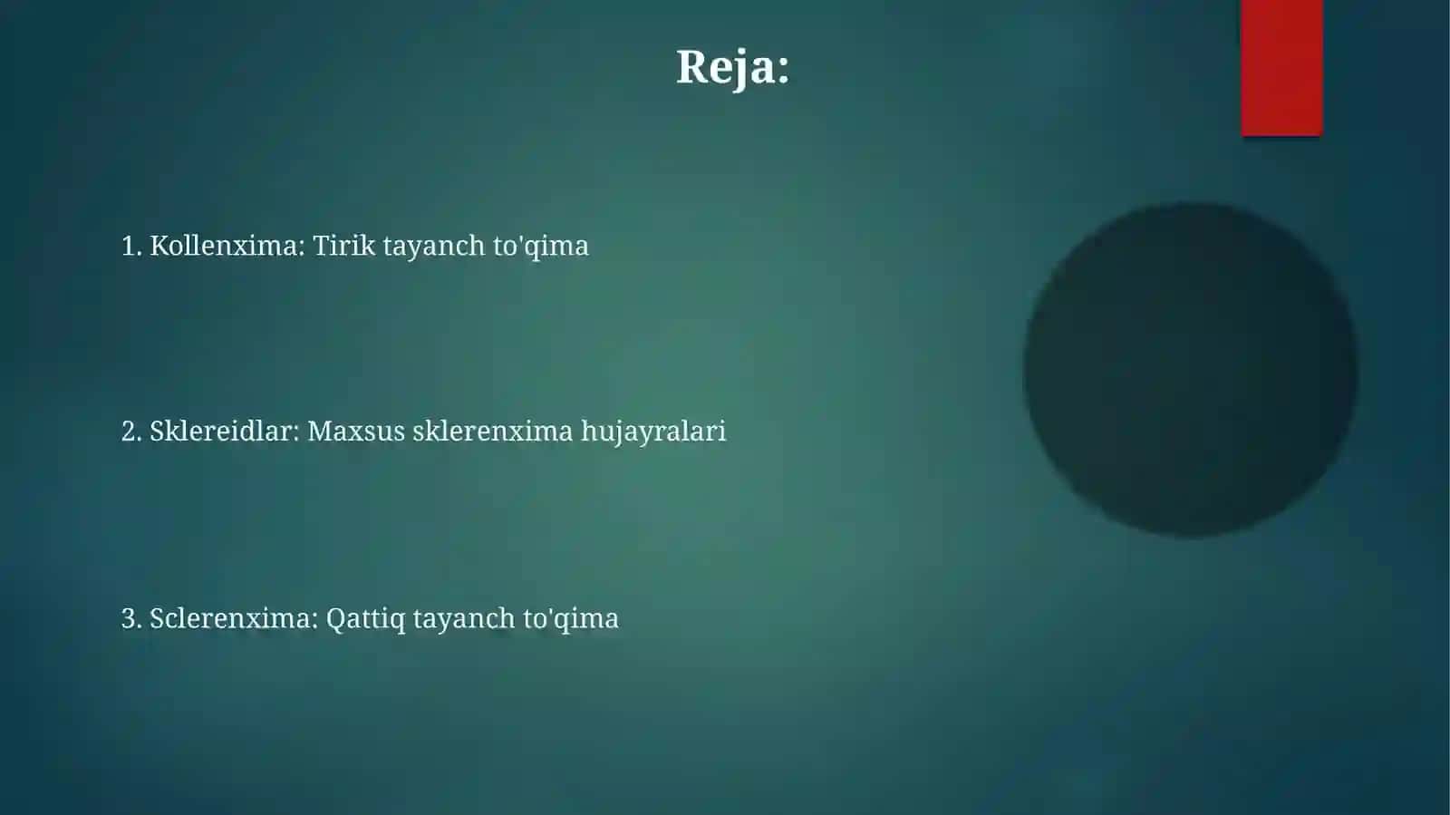 Sklerenxima 2
