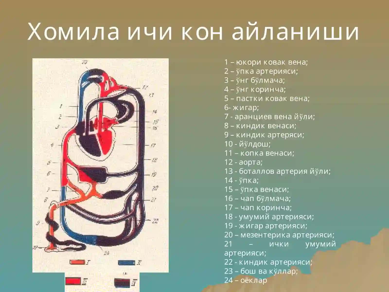 Юракда шовкин синдроми: тугма ва орттирилган юрак нуксонлари 2