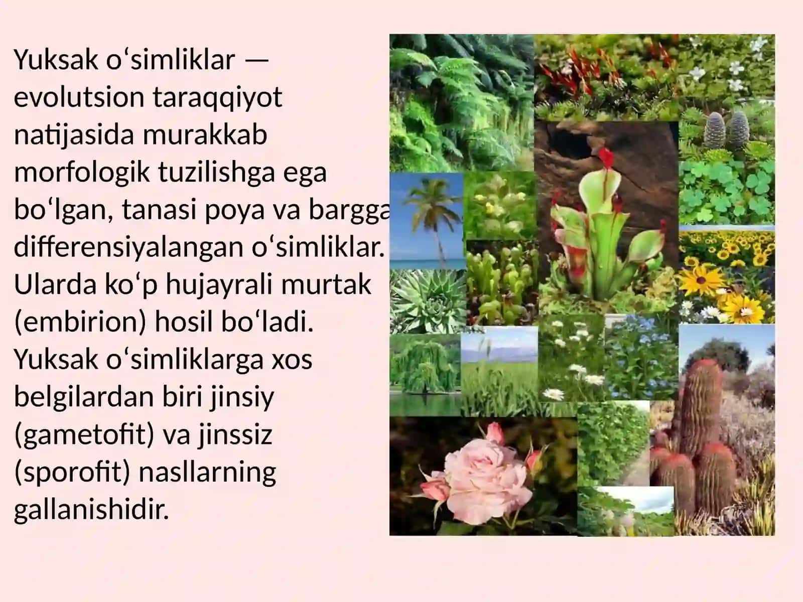 Yuksak oʻsimliklar sistematikasi 2