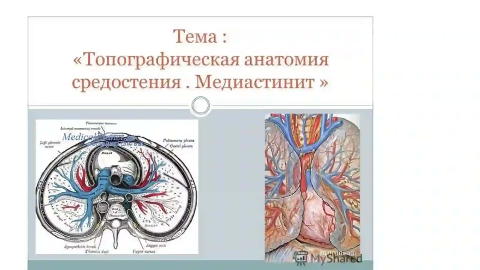 Клиническая анатомия органов переднего средостения у детей и взрослых:сердце и перикард, вилочковая железа,диафрагмальные нервы, трахея и главные бронхи 2
