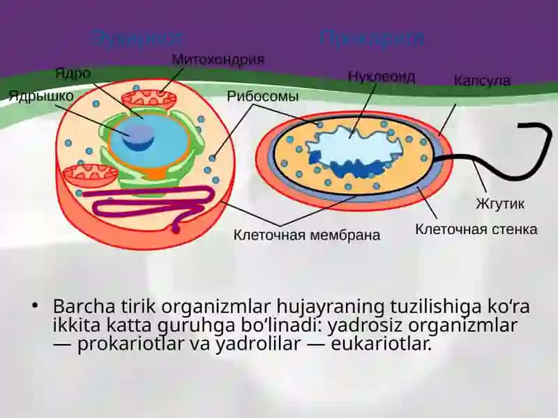 Prokariothujayra 2