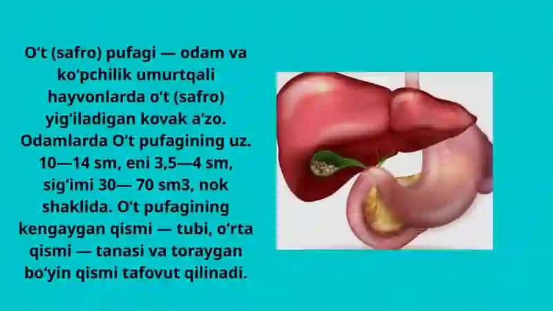 O‘t haydovchi vositalar umumiy taʼrifi, xossalari, qo‘llanilishi. Me'da osti bezining tashqi sekretor funksiyasi buzilganda qo‘llaniladigan vositalar 2