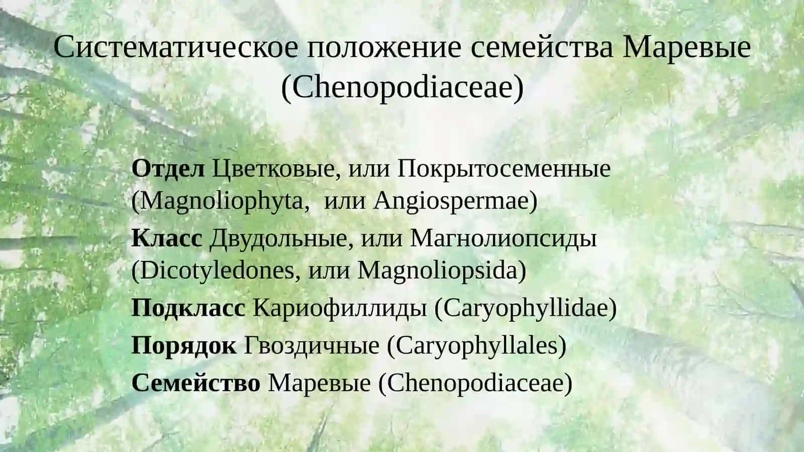 Маревые (Chenopodiaceae) 2