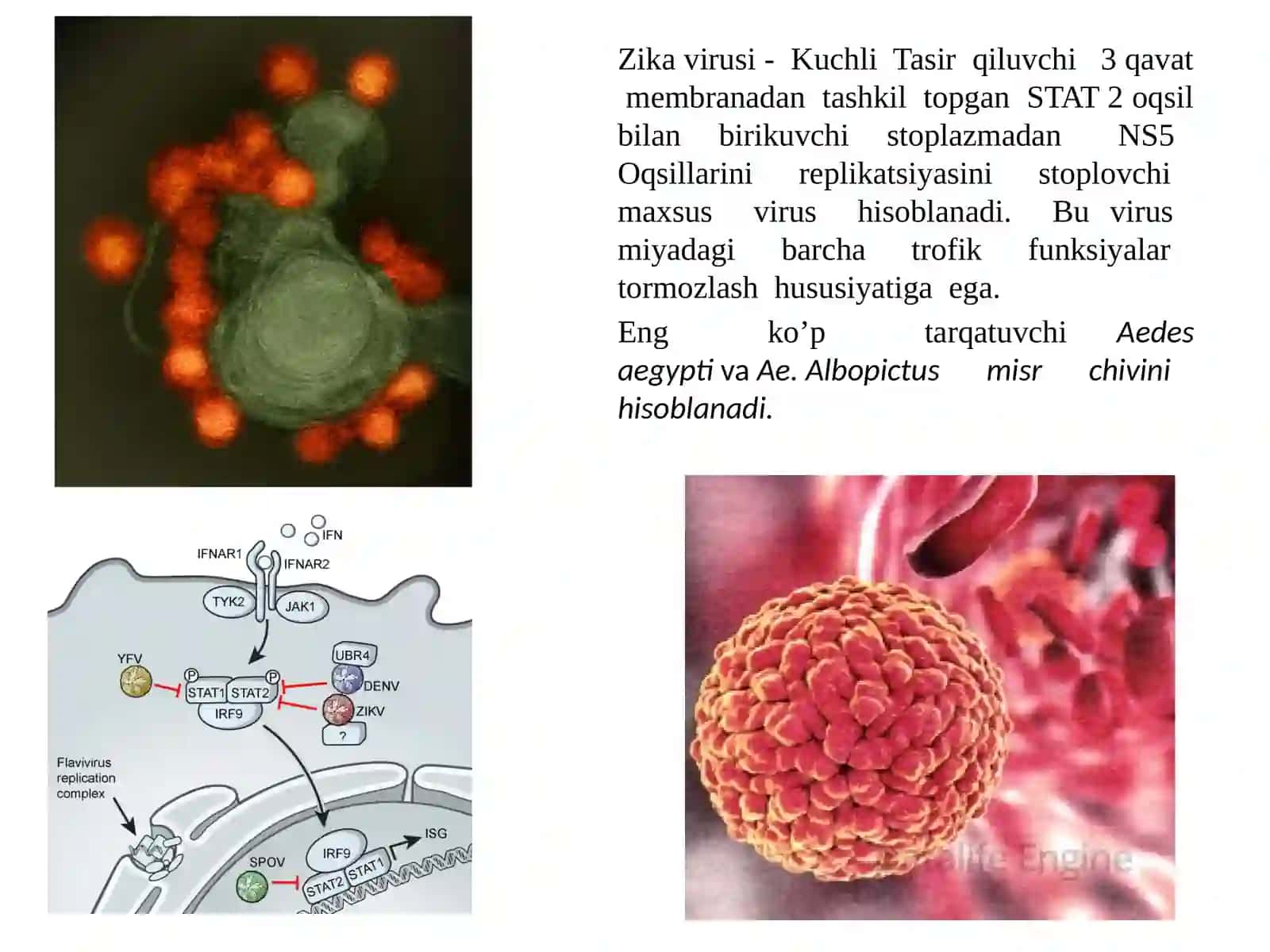 Zika virusi 2
