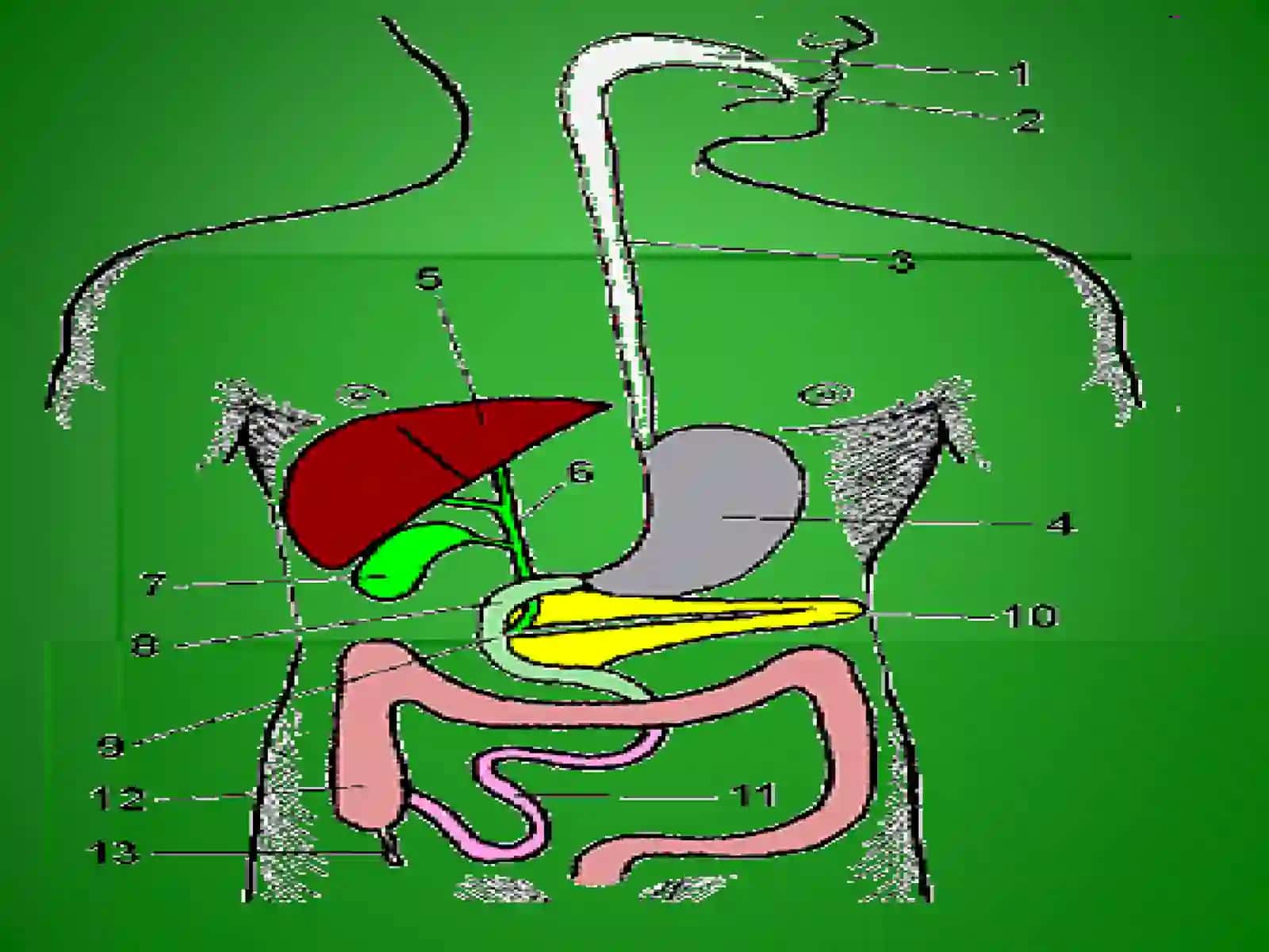 NOORGANIK IONLAR 2