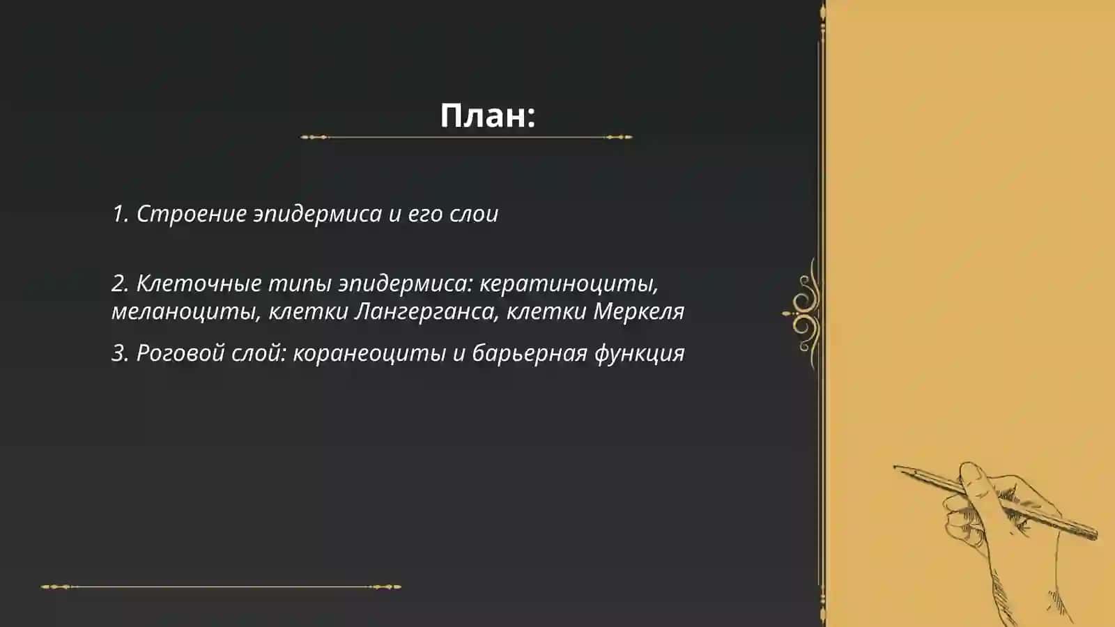 Строение и состав кожи 2