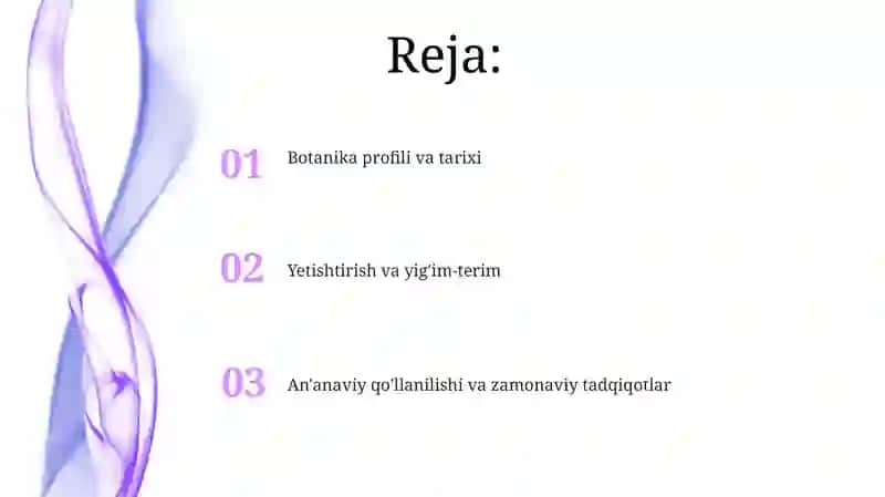 Samarqand oʻlmas oʻti oʻsimligi 2