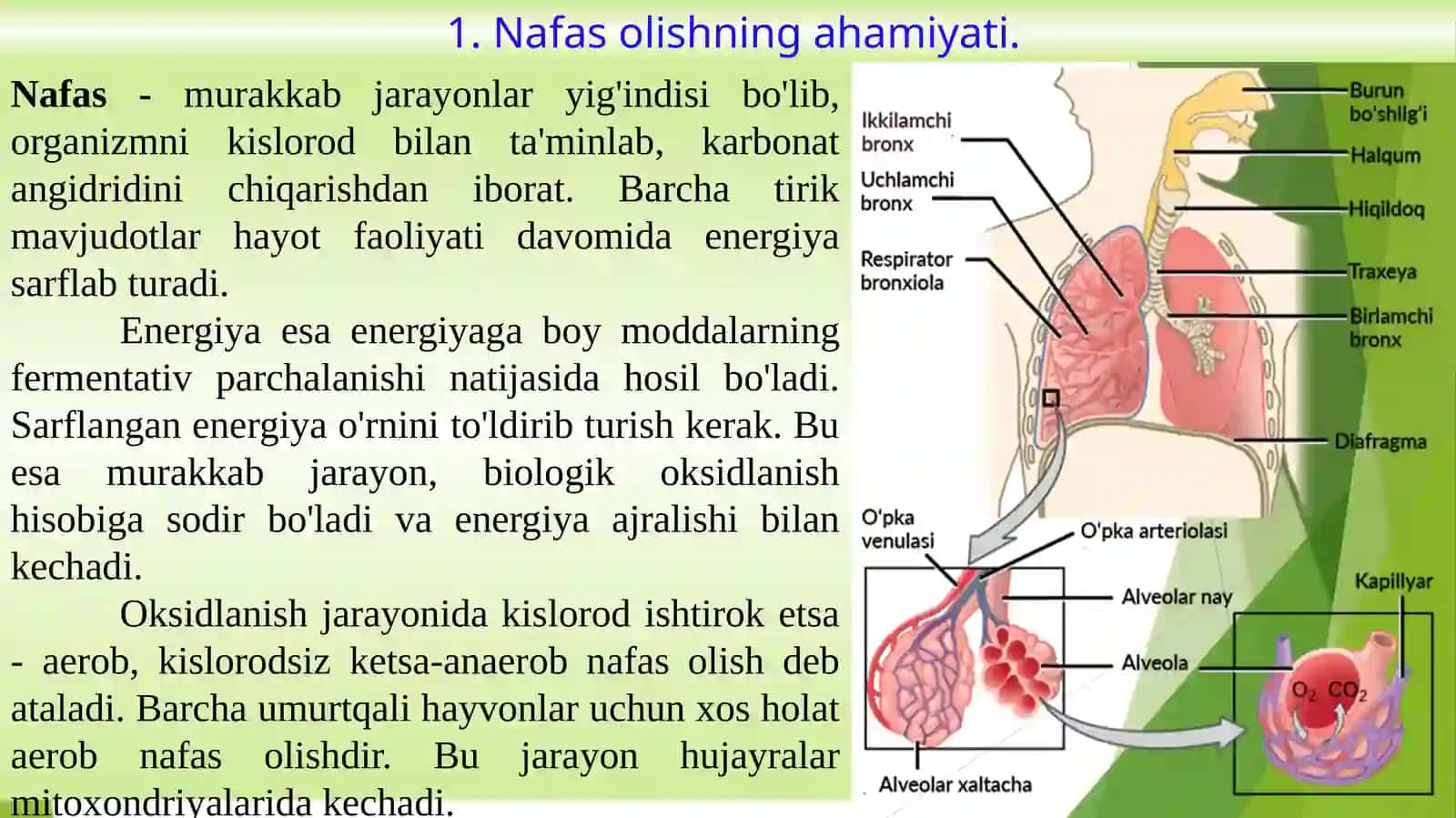 Nafastizimlarining yosh xususiyatlari va gigiyenasi 2