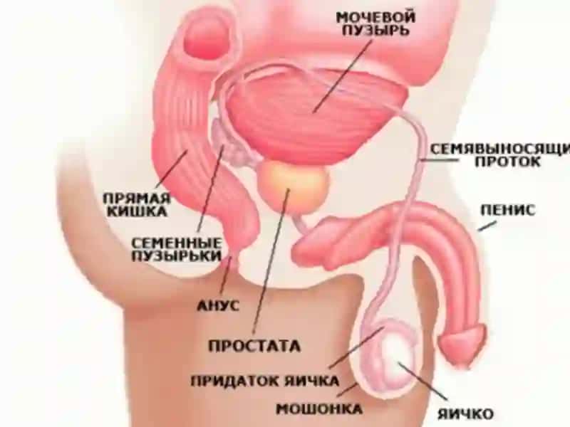 Prostatit. Etiologiyasi, Patogenez, Klassifikatsiya, Klinikasi, Diagnostika va Davolash 2