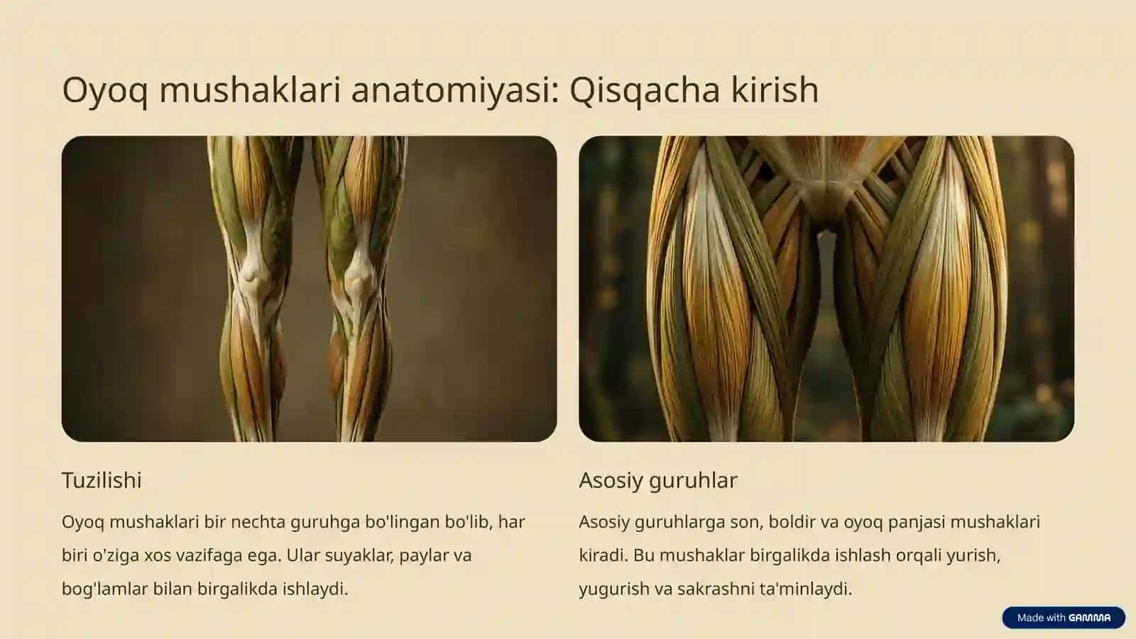 Oyoq Mushaklari: Kuchi va Vazifasi 2