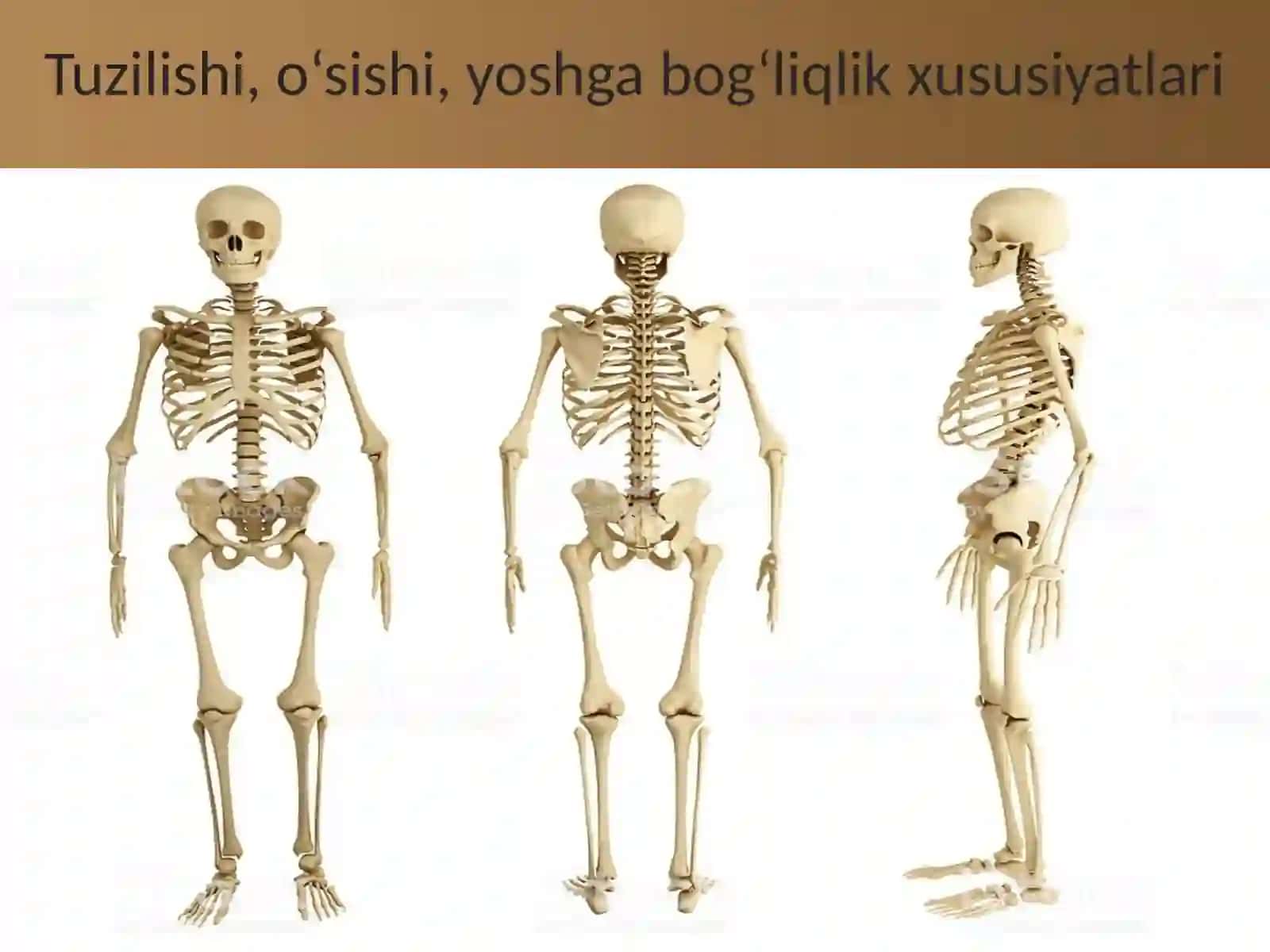 Suyaklarning tuzilishi va o’sishi 2