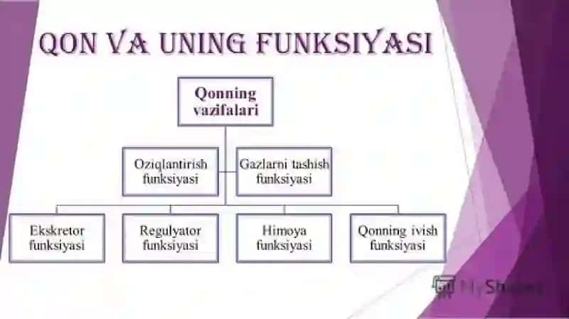 Qonning shakilli elementlari 2