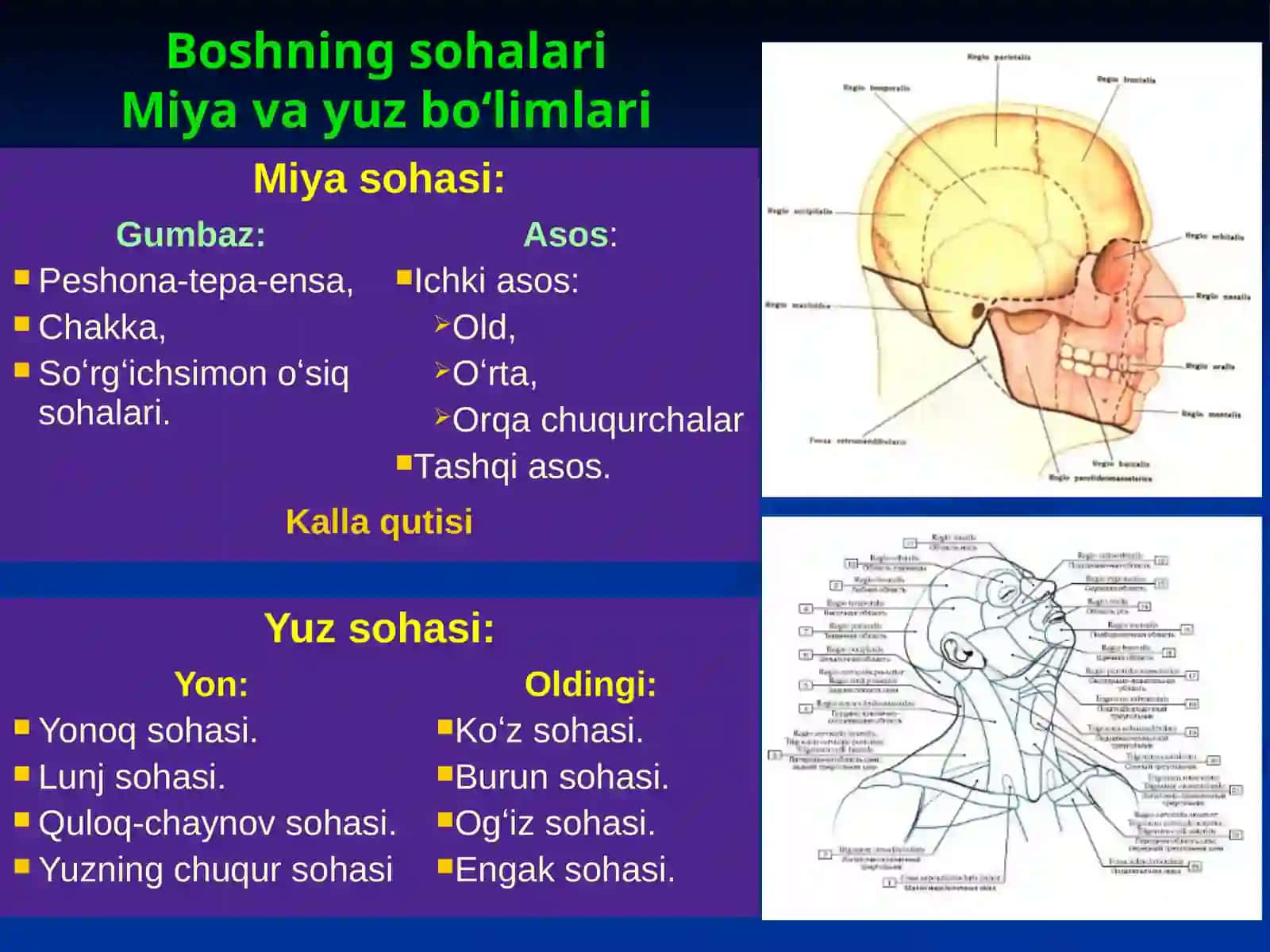 Maʻruza Kallasuyaklarining Umumiy Anatomiyasi 2