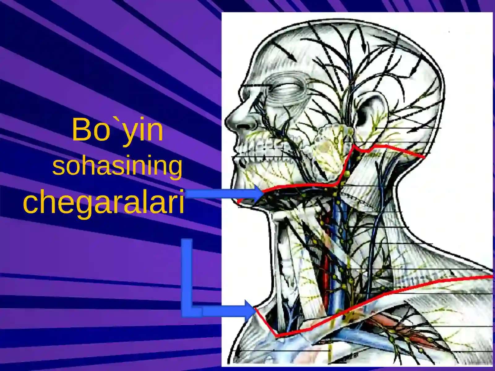 BO`YIN SOHASINING KLINIK ANATOMIYASI VA ОPERATIV JARROHLIK ТEXNOLOGIYASI 2