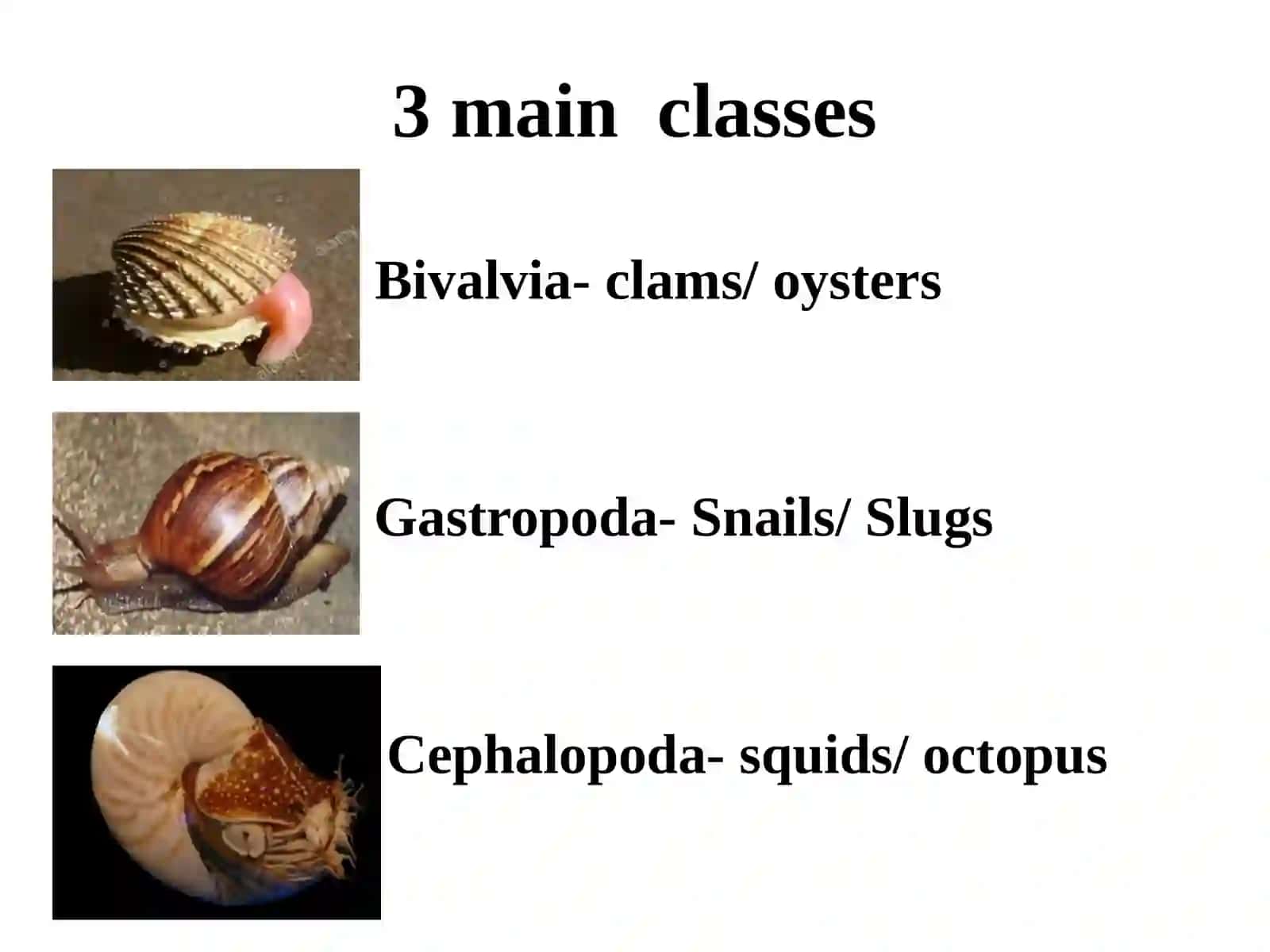 Phylum Mollusca 2
