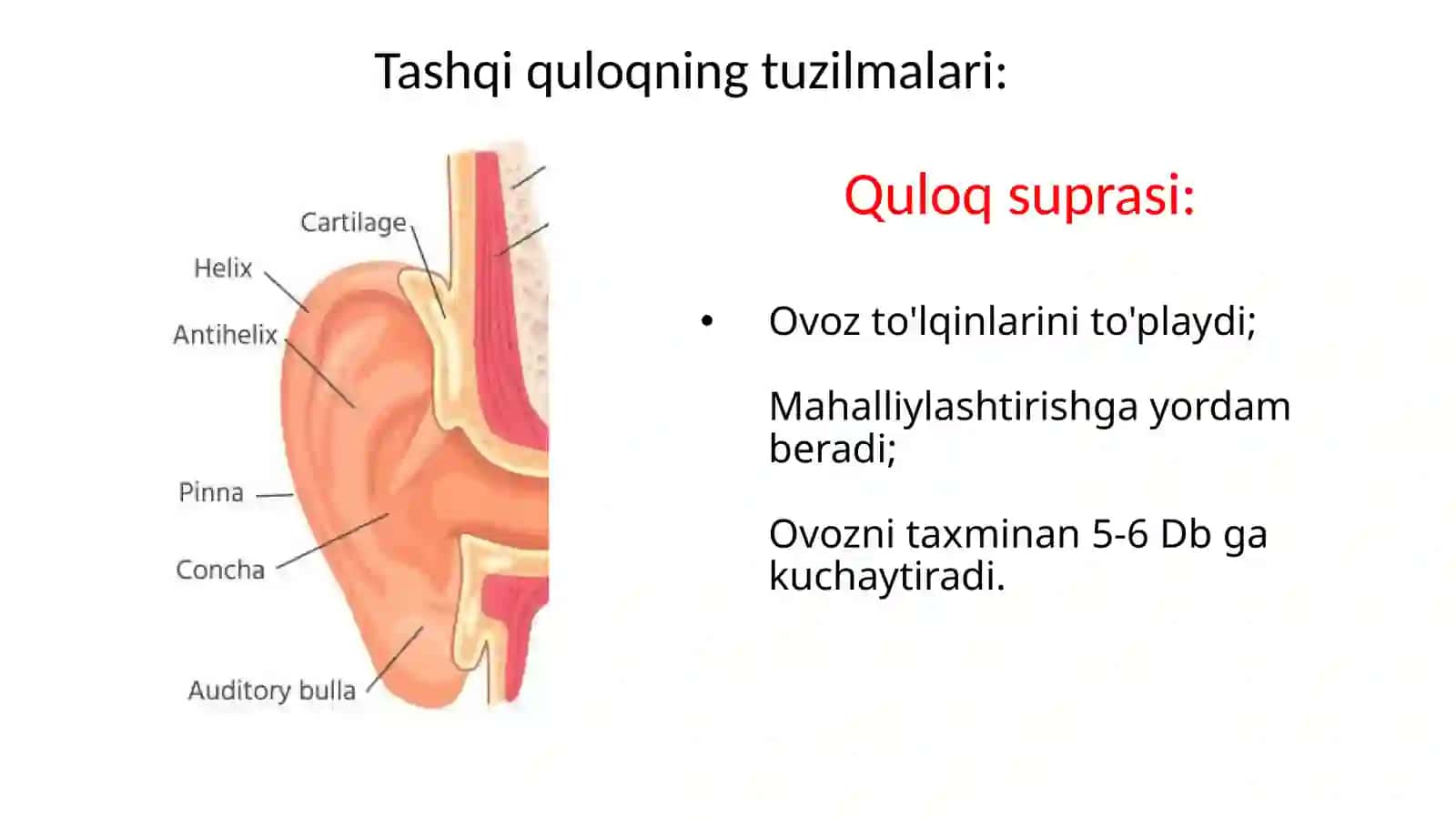 Eshitish mexanizmining asosiy komponentlari 2