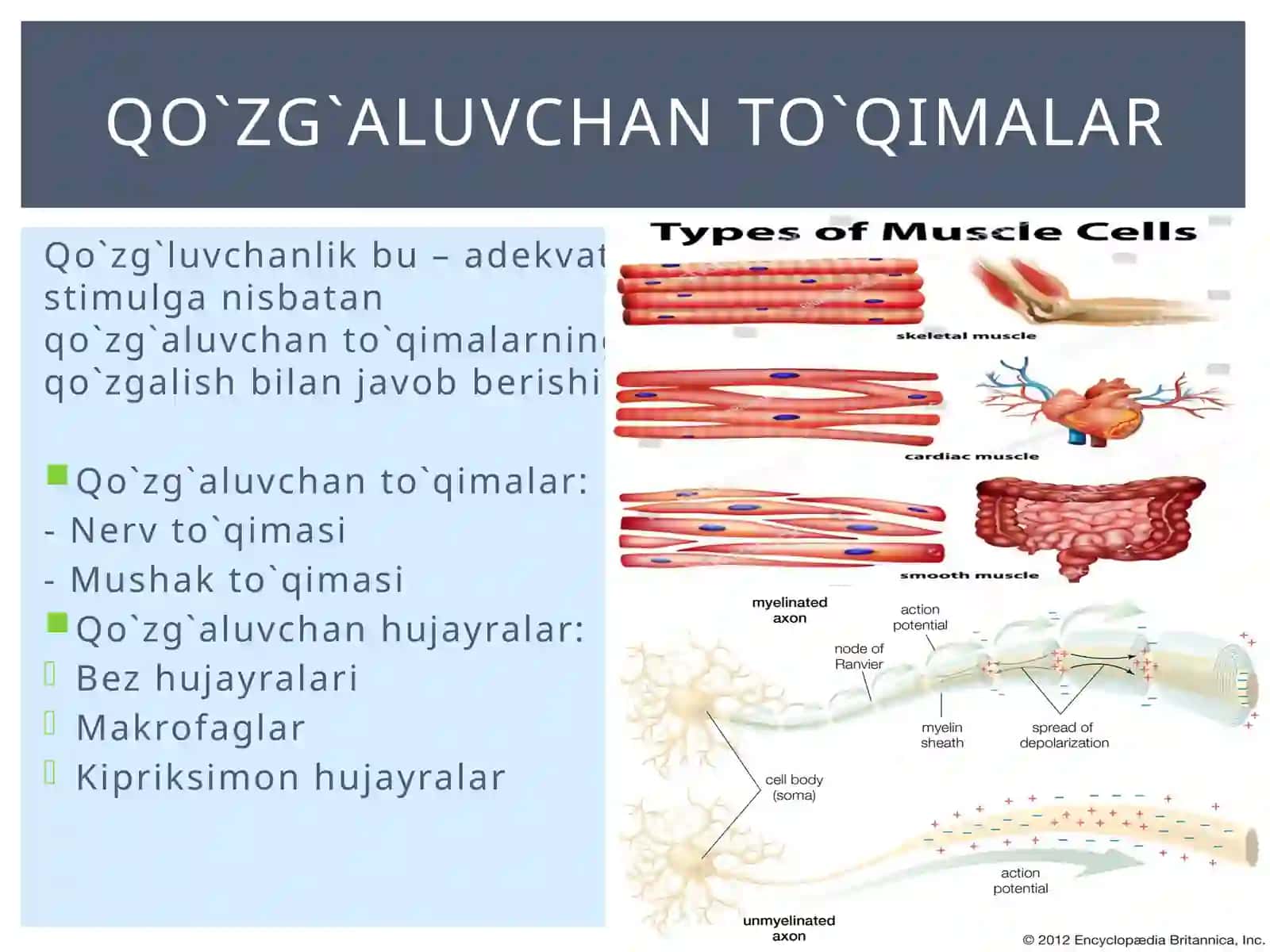 Membranapotensiallari 2