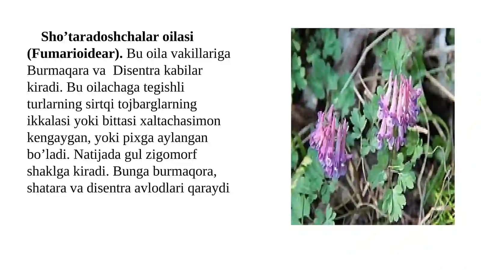 SHO’TARADOSHLAR (FUMARIACEAE) OILASI TURKUMI TURLARI NOMENKLATURASINI TAHLILI VA O’RGANISH QOIDALARI 2