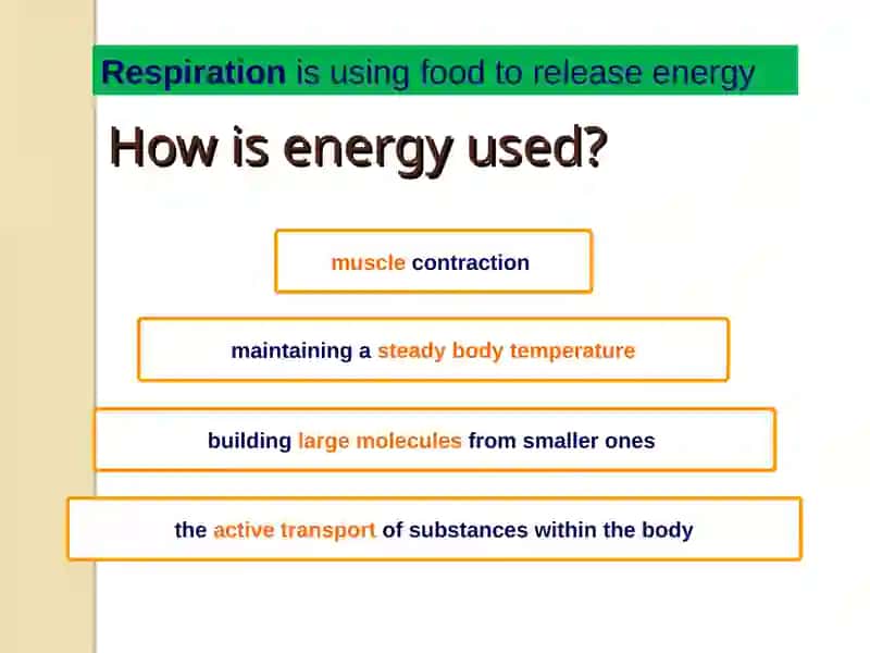 RESPIRATION 2