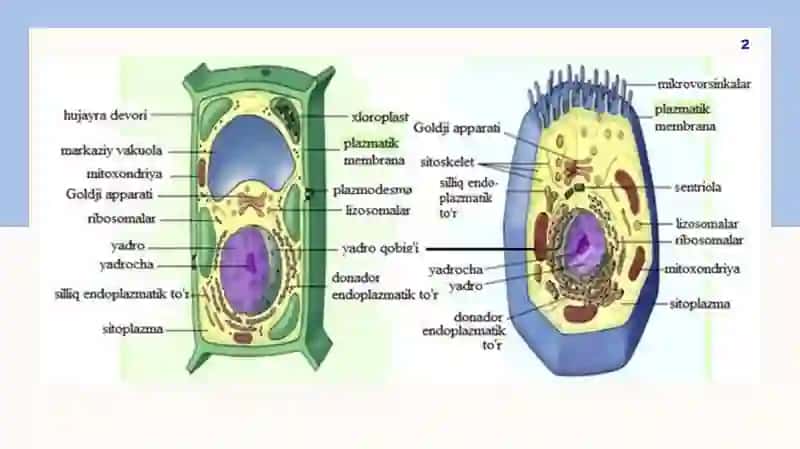 Hujayra organoidlari; 2