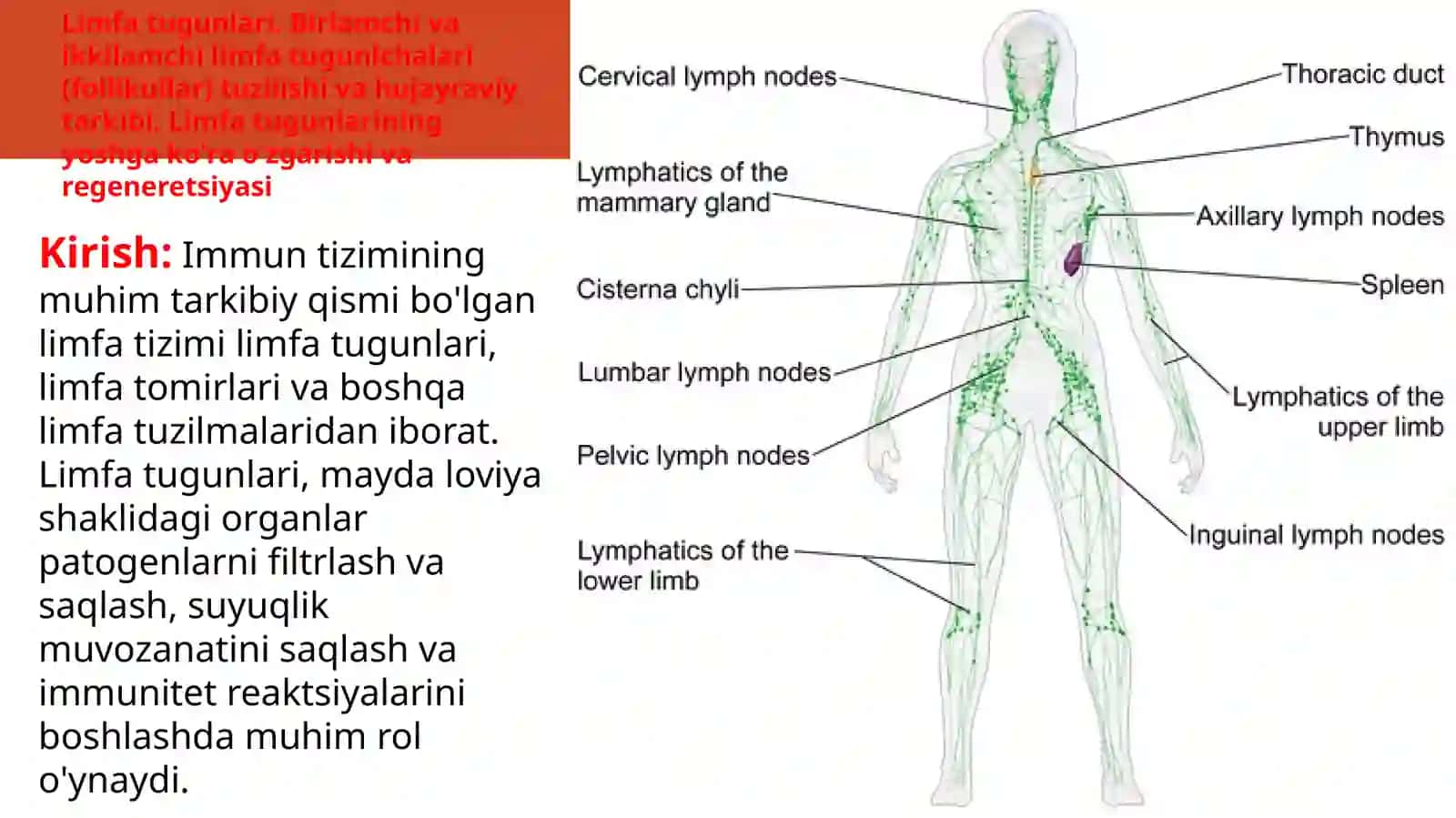 Limfatuguni 2