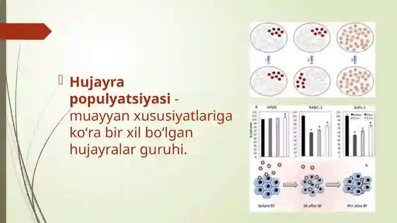 Hujayra populyatsiyasi turlari 2