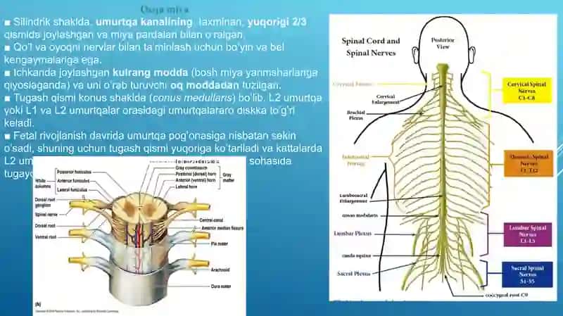 Orqa miya, Orqa miya nervlari. Miya pardalari, Orqa miyaga aloqador tuzilmalar, Dermatom, skleratom va miotom. 2
