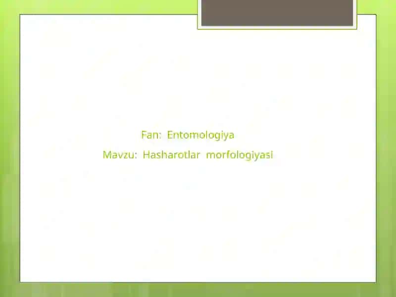 Entomologi. Hasharotlar morfologiyasi 2